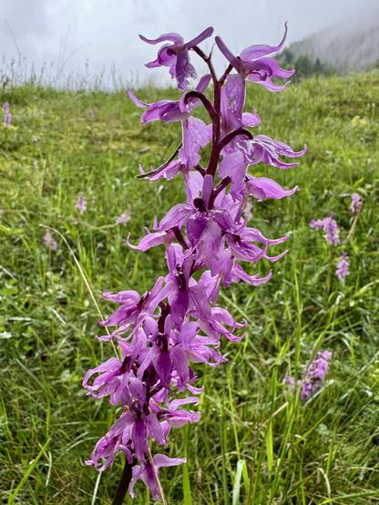 Purple orchid with grass background
