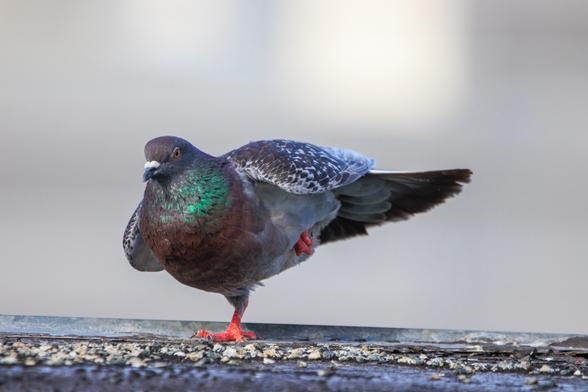 After stretching her tail feathers, Rose lifts her left leg while curling her toes. Her body rotates toward her right side to balance on one foot.