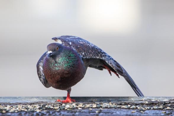 Rose pushes her left leg back while stretching out her toes. At the same time, she's stretching her left wing, extending it out and  downward.