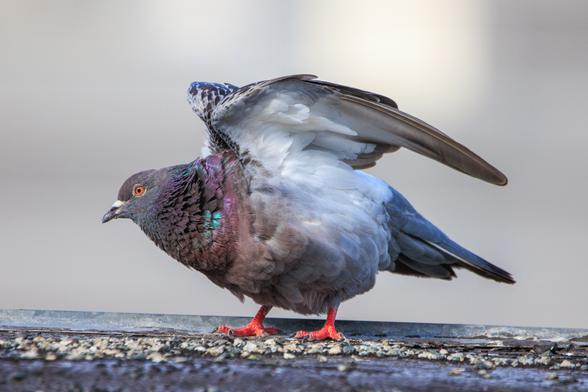 In the final stage of the big stretch, rose's wings are still raised and pushing together above her back. She's leaning forward and down to stretching out her body from head to tail.