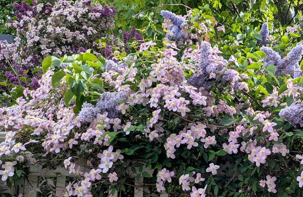 Pink clematis flowers with yellow centres run along the top of a fence, climbing madly over two lilac bushes in full bloom – one with deep purple blossoms, the other with pale bluish flowers. Bright green lilac leaves poke through the tangle of clematis and lilac.