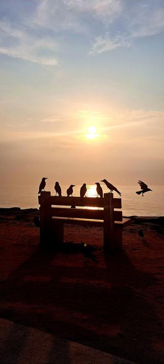 Stumbled across a very serious discussion among the crows this morning at the beach. Amidst the heated discussion, a pacifist crow left mid meeting to attend to more soul affirming matters. Then there were 6.