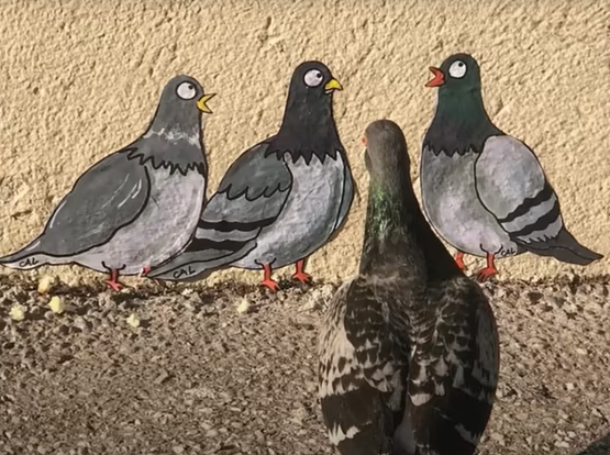 A pigeon admiring some street art images of pigeons on a wall