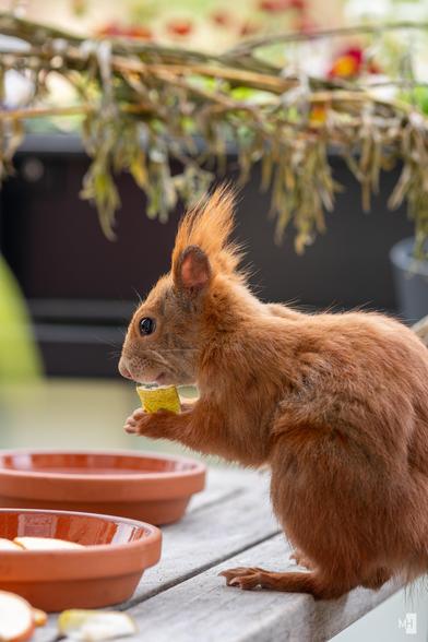 Ein Eichhörnchen sitzt aufmerksam auf einem Holztisch und hält ein kleines Stück Birne in seinen Pfoten. Sein flockiges, rotbraunes Fell leuchtet im sanften Licht, während es genüsslich knabbert. Im Hintergrund verschwimmen Zweige und Schalen, die eine ruhige, natürliche Atmosphäre schaffen. Die Szene strahlt eine stille, fast intime Nähe zur Natur aus.
