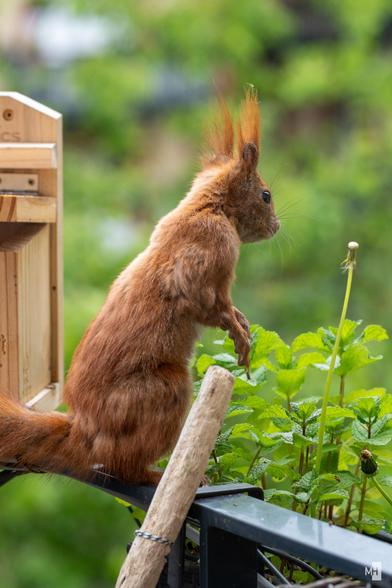 Ein Eichhörnchen sitzt aufrecht auf einem Geländer, umgeben von frischem, grünem Blattwerk. Sein buschiger Schwanz und die markanten Ohrbüschel heben sich lebendig vom unscharfen Hintergrund ab. Die Szene wirkt ruhig und voller Erwartung, als ob es die Natur aufmerksam beobachtet. Ein Moment voller stiller Wachsamkeit und Lebendigkeit.