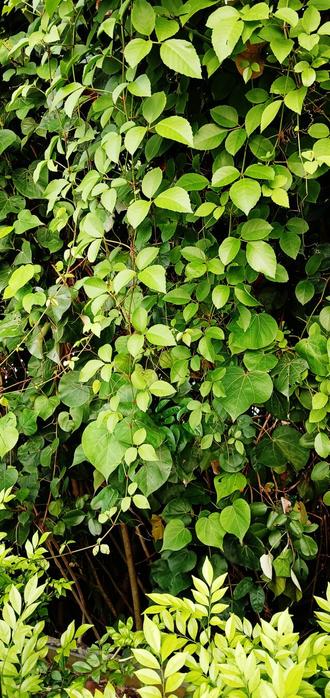 The vibrant green leaves of tropical vines and shrugs.