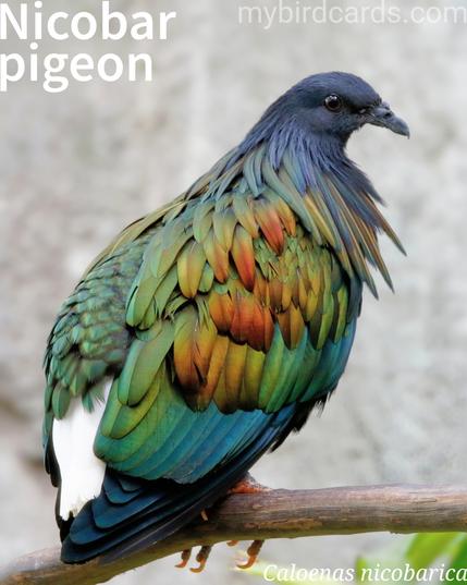 🌏 Nicobar pigeon (Caloenas nicobarica) 

The Nicobar pigeon, also known as the Nicobar dove, is a large, stocky bird, about 40 cm long, with a dark grey body and iridescent green and copper plumage. It has a distinctive mane of long neck feathers and a short, bright white tail. Females are slightly smaller with duller plumage. Juveniles are dark brown without the neck hackles and white tail. Found on small islands and coastal regions from the Nicobar Islands east to the Solomons and Palau, they are nomadic, flying between islands in flocks of up to 85 to forage for seeds, fruit, and invertebrates on the ground. They roost and breed on uninhabited islands, building simple twig nests in trees and laying one bluish-white egg. Their call is a deep cooing. Two subspecies are recognised.

Conservation status: Near Threatened (IUCN 3.1)

📷: Photo by rfotostock via Pixabay https://pixabay.com/photos/nicobar-pigeon-pigeon-bird-plumage-7980011/

SIZV