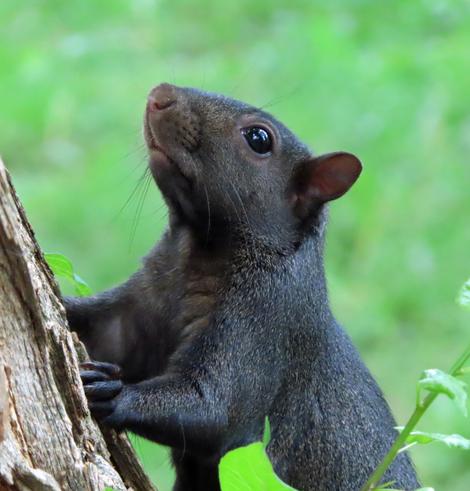 black squirrel with nose in air