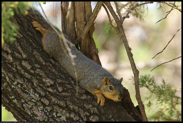 A Fox Squirrel (Sciurus niger) was resting on the trunk of an oak tree in Norman, Oklahoma, United States on April 13, 2025. I imagine that I can see myself making the photo in the reflection in the eye of the squirrel.