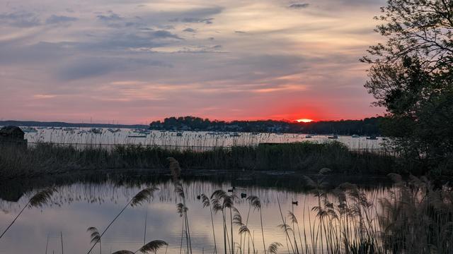 Historical Documentation in the form of a photograph of a rising sun over the ocean bay at the Historic Pioneer Village in Forest River Park, Salem, MA. The sky is filled with vibrant orange and pink hues, with the sun angrily rises in the background with an explosion of light. The sun is partially hidden behind the clouds, casting a warm glow over the horizon. The water is calm and still, reflecting the colors of the sky. In the foreground, there are tall reeds swaying in the breeze. On the right side of the image, there is a tree with green leaves, and on the left side, there appears to be a small island with a few buildings and trees. The overall mood of the photograph is peaceful and serene.