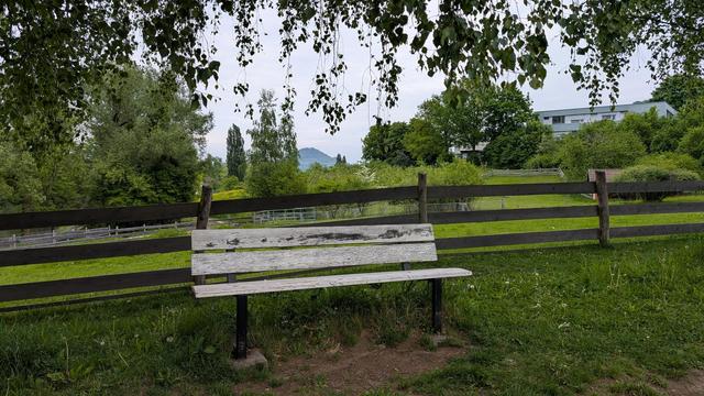 Eine weiße Bank unter einem Birkenbaum. Die Bank steht vor einem Lattenzaun