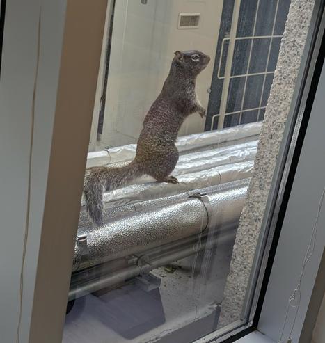 grey squirrel standing on chiller pipes, looking in the lab window.