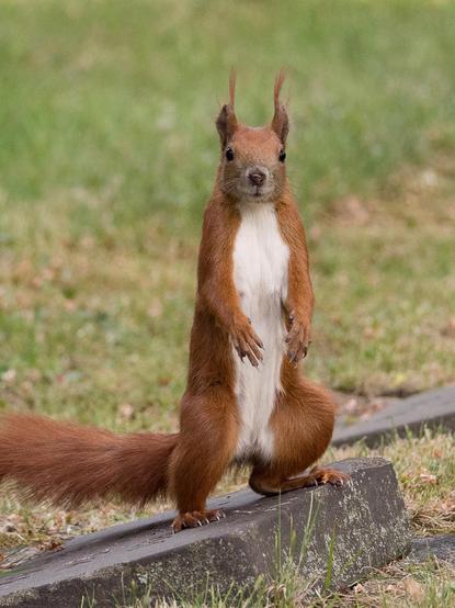 Ein Hochformatfoto. Ein Eichhörnchen steht absolut aufrecht auf den Hinterpfoten auf einer dunklen Steinplatte auf einer grünen Wiese. Es hat die Vorderpfoten lässig vor der weißen Brust hängen und schaut neugierig dirket in die Kamera
A portrait photograph. A squirrel stands perfectly upright on its hind legs on a dark stone slab in a green meadow. Its front paws hang casually in front of its white chest and looks curiously directly into the camera.