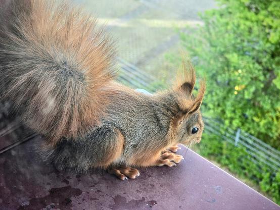 Foto eines Eichhörnchens. Es sitzt auf einer Fensterbank, Foto aufgenommen durch eine Fensterscheibe. unten verschwommen Büsche, Zaun, Pflastersteine.