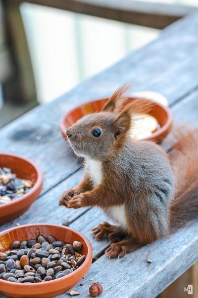 Ein junges Eichhörnchen sitzt aufmerksam auf einem verwitterten Holztisch, die Pfoten um eine Nuss geschlossen. Sein weiches Fell zeigt einen warmen Kontrast aus Grau und Rot, während die buschigen Ohren lebhaft in die Luft ragen. Umgeben von Schalen voller Samen und Nüsse wirkt es erwartungsvoll und voller Leben. Ein stiller Augenblick voller Neugier und natürlicher Anmut.