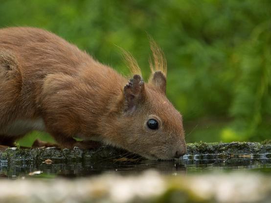 Ein Eichhörnchen sitzt auf einem Brunnenrand und trinkt Wasser.