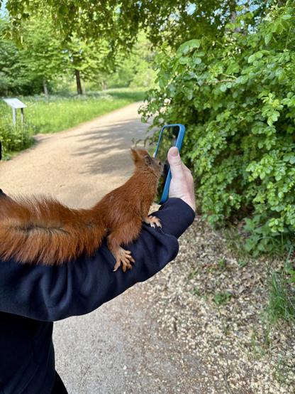 A baby squirrel sitting on an outstretched arm watching the screen of a smartphone held by the person’s hand of the same arm. In the background there is a sand park way, some bushes, trees and a park explanatory sign.