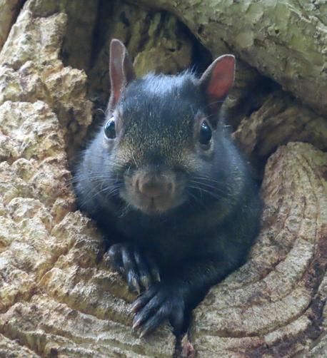 black squirrel emerges from tree hole