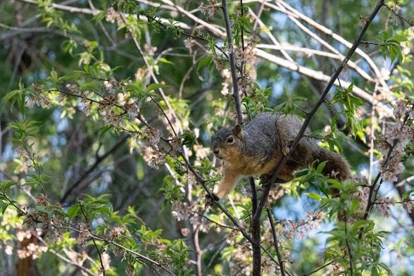 A squirrel clings to a slim tree branch surrounded by young green leaves and faded spring blossoms. Captured in mid-pause, the squirrel is alert and framed by soft forest light. The photo was taken along a trail while en route to photograph Great Horned Owls nearby.