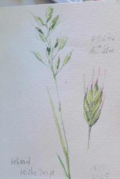 Aquarellskizze: eine Grasrispe der weichen Trespe, ein Ährchen daneben etwas vergrößert