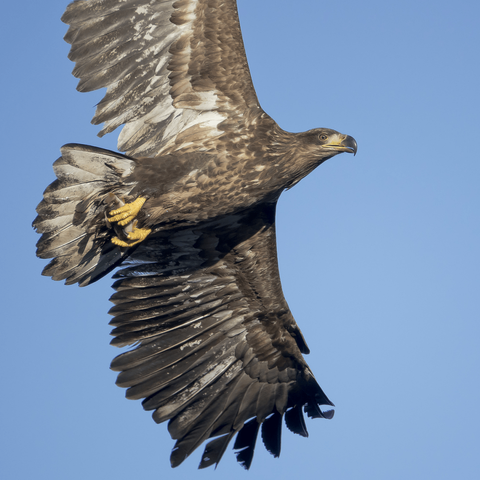 Nuori merikotka kalan kanssa. Young white-tailed eagle with a fish.