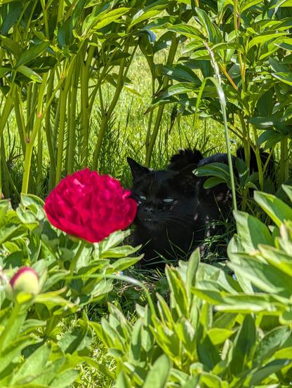 In the center of the photo, there are a bright red flower (peony) and my cat slightly behind it. With squinted eyes, he looks confused in a funny way. They are framed by green grass and other plants.