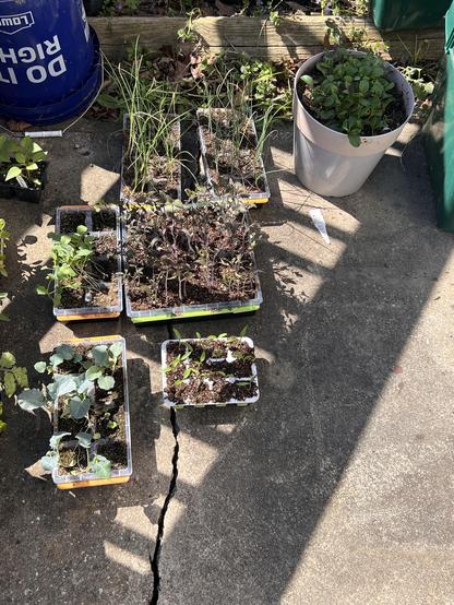 Photo of several seed starting trays out on a concrete pad in the shadow of the deck.