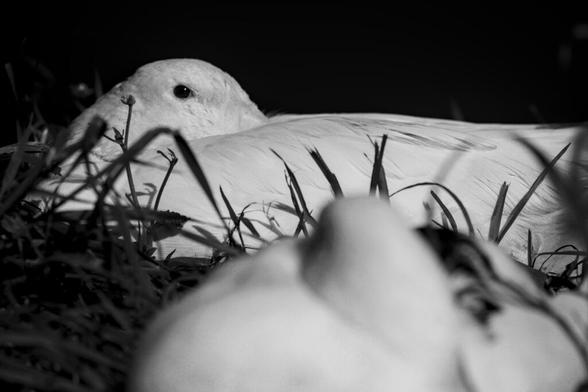 Black and white picture of two runner ducks resting on the ground.