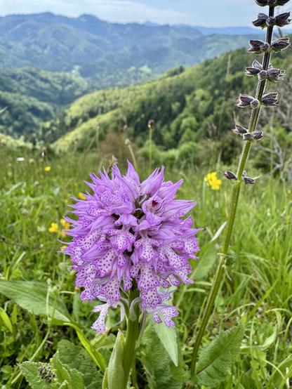 Orchid with pink and white speckled flower in meadow. Mountainous background.