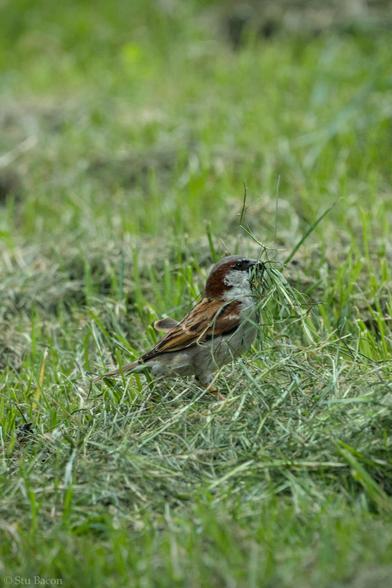 A photograph of a male House Sparrow with grass in its beak