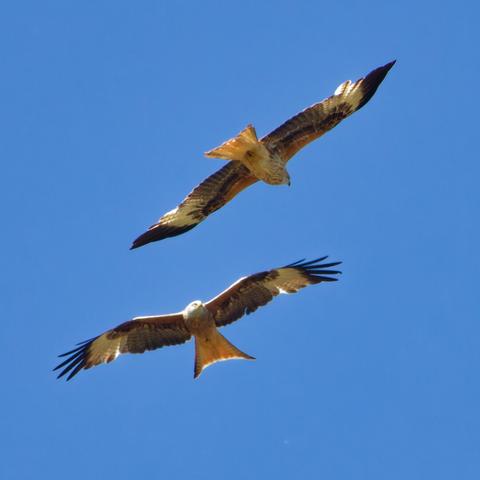 Two red kites fly towards each other with a wingspan offset
The left looks at the right