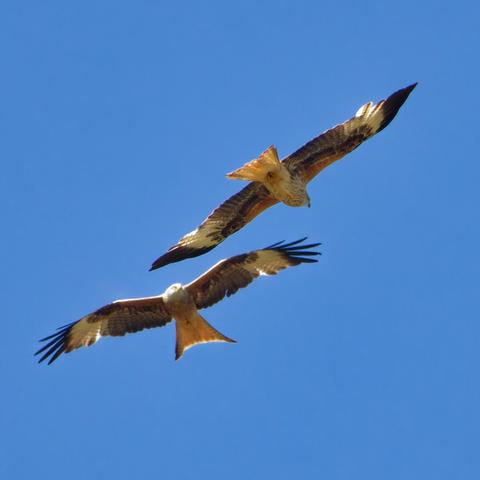 They come closer....