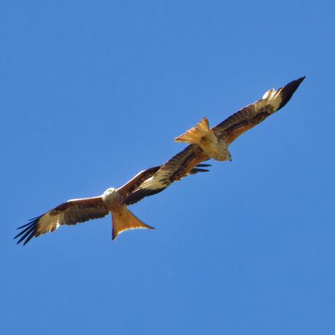 Now they are aligned the wingtip of each other is on the height of the others head
Now it's vissible that the left one got an altitude advantage