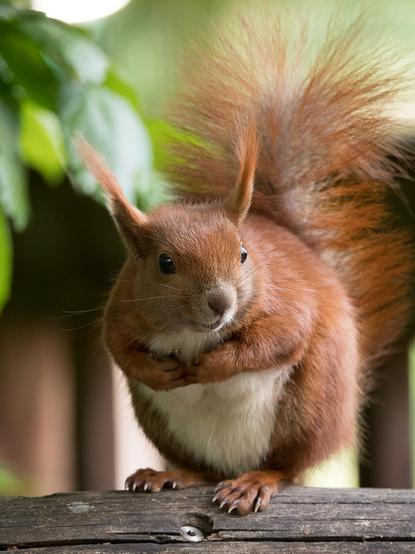 Ein Eichhörnchen im Hochformat. Es sitzt leicht nach links gedreht auf einem Holzgeländer . Es ist etwas zusammengekauert und aufgepluster. Deshalb wirkt es wie ein fluffiger Fellball. Sein Blick ist scheinbar lächelnd. 
A squirrel in portrait format. It sits on a wooden railing, turned slightly to the left. It is slightly hunched and fluffed up, giving it the appearance of a fluffy ball of fur. Its expression appears to be smiling.