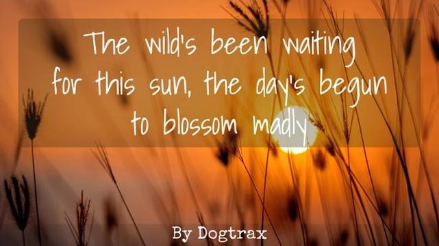 poem with image of sun

The wild's been waiting
for this sun, the day's begun
to blossom madly