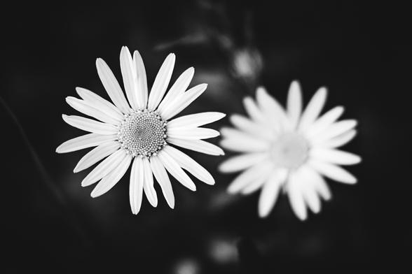 Close-up black and white photo of two daisy flowers, with one sharply in focus revealing detailed petals and textured center, and the second flower softly blurred in the background against a dark backdrop.