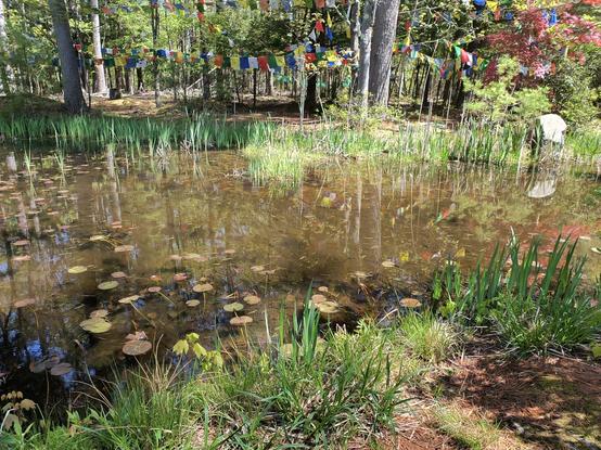 pine needles floating on a pond