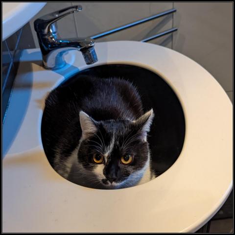 Lemon the Cat hiding in the bathroom sink, looking none too pleased.
