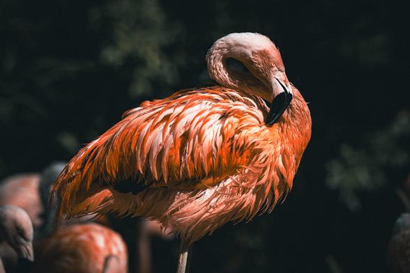 A flamingo with rich, vibrant orange-pink plumage rests with its head tucked back, dramatically lit against a dark, blurred background with hints of other flamingos in the distance.