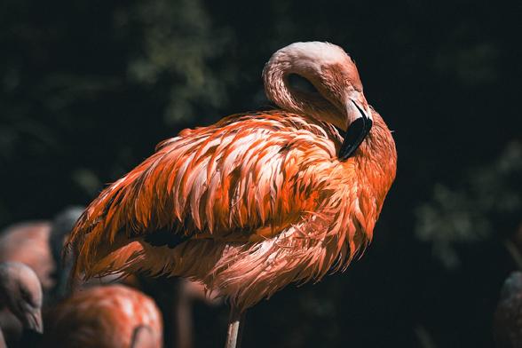 A flamingo with rich, vibrant orange-pink plumage rests with its head tucked back, dramatically lit against a dark, blurred background with hints of other flamingos in the distance.