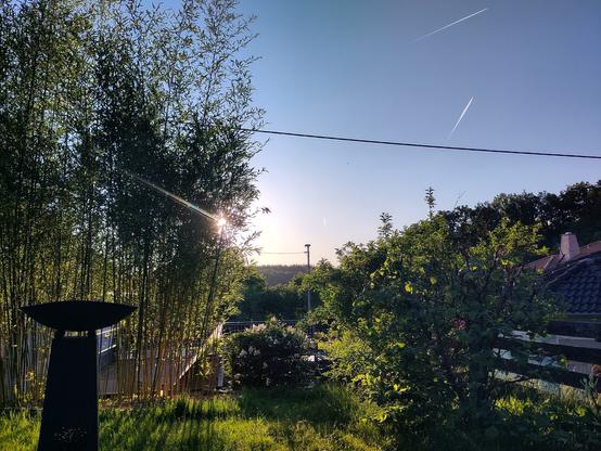 Sonne wandert hinter Bambushecke hervor