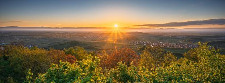 Zu sehen ist eine Sonnenuntergangszene vor Bäumen und Weinreben