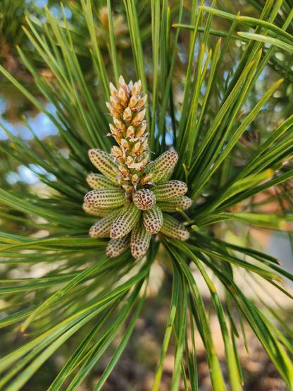 The end of a branch of pitch pine. We see all the green needles and the newer growth at the end of the branches. But, zooming in, we see an amazingly colorful set of green and yellow forms.