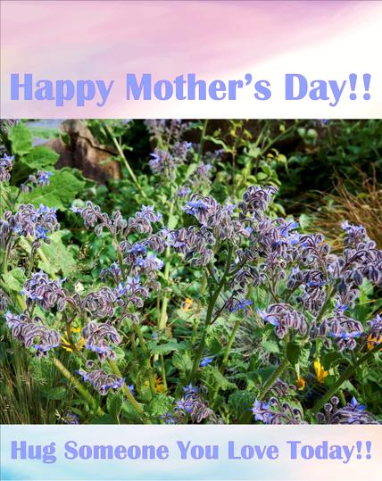 This image has a cluster of borage flowers as its central element. There is text above and below the image. The text above reads, "Happy Mother's Day!" and the text below reads, "Hug Someone You Love Today!"