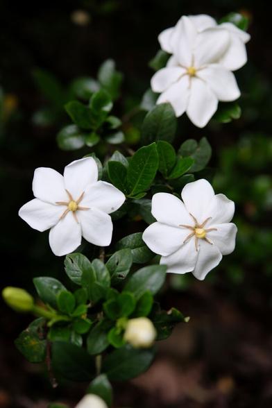Four white gardenia blossoms and buds