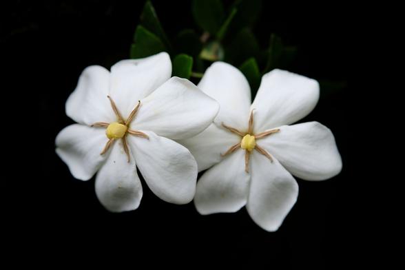 Two white gardenia blossoms