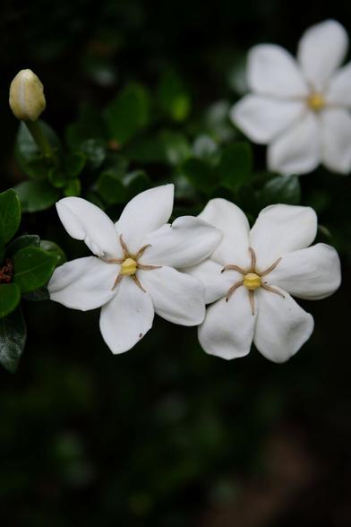 Three white gardenia blossoms and buds