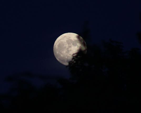 A bright nearly full Moon behind a tree in the foreground.