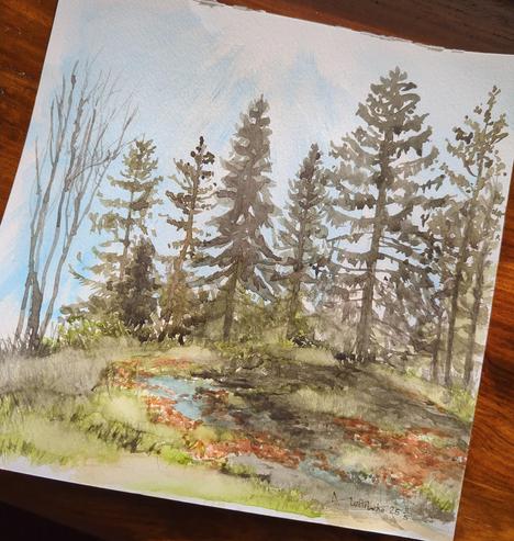 A watercolour painting of tall trees (mostly firs) against blue sky, and some moss and grasses in the foreground. The sun is up high and the scenery is backlit.