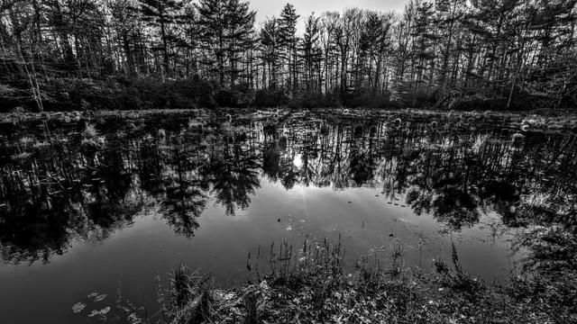Monochrome image. Evening shadows lengthen as the sun shines towards us through the treetops near the horizon. Near the shoreline of a small pond and marsh speckled with clumps of sedge. On the nearby shore tufts of new spring grass and tiny shoots are beginning to sprout through last autumn's crumbled and faded leaves. Thickets of mountain laurel shrubs line much of the far shore. Beyond them rises a mature forest of stately trees, predominantly pines and leafless birches. A few dozen lily pads are scattered across the pond's surface.